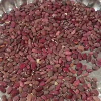 باسلام لوبیا قرمزبدون کود|خوردنی و آشامیدنی|قیدار, |دیوار