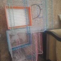 ۲عددقفس عروس هلندی