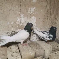 جفت کله بادمجونی وسیاه پاک پاک