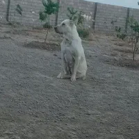 سگ الا ماده نگهبان