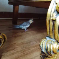 پرنده|پرنده|تهران, قیام|دیوار