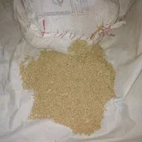 بذر گندم دیم