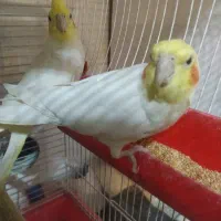 عروس هلندی کاملا دستی و سخن گو