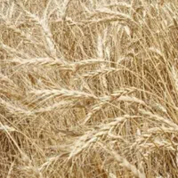 گندم بذر تضمینی