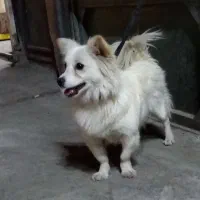 سگ پاکوتاه ماده