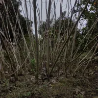 درخت صنوبر اسرائیلی