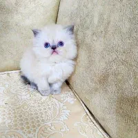 بچه گربه های کیوت و زیبا|گربه|اصفهان, خلجا|دیوار