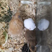 همستر سوری و فشن