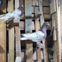 کله سرخ خونی|پرنده|کرج, کوی امامیه|دیوار