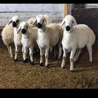 گوسفند در فاز۱۲۳۴۵مهرشهر.کیانمهر