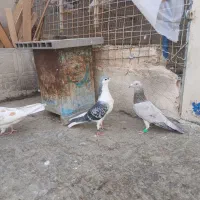 کفتر بوم پرشی|پرنده|مشهد, ویلاشهر|دیوار