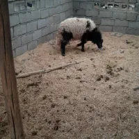 یک‌عدد‌بره‌ماده