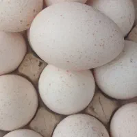 تخم‌بوقلمون نطفه‌دار