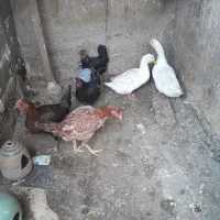 مرغ تخم گزار جوان مرغ شاخدار اردک