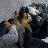 فروش بالای ۵۰ تا|حیوانات مزرعه|خرمدره, |دیوار