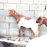 سه‌بزابستن‌وکهره‌دار|حیوانات مزرعه|شنبه و طسوج, |دیوار