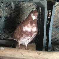 کبوتر پرشی