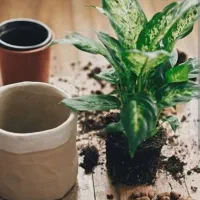 تعویض‌خاک‌و‌گلدان.فضای سبز.کاشت ودر محل