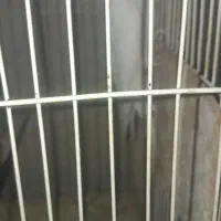 عروس هلندی آلبینو|پرنده|گرگان, |دیوار