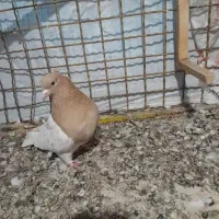 کبوترطوقی کله زردودم سفید سینه ای|پرنده|میانه, |دیوار