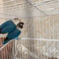 کوتوله برزیلی
