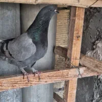 کبوتر اصفهانی غریب پر