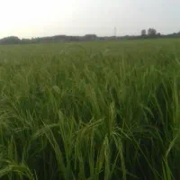 مزرعه-برنج-در-بهترین-موقعیت