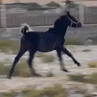 اسب|اسب و تجهیزات اسب‌سواری|رستم, |دیوار