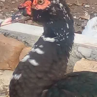 مرغابی موسکویی بسیار ساکتو وزن گیر