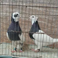 یک جفت طوقی