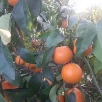 خرید عمده وخرده اجاره باغ|خدمات باغبانی و درختکاری|دوگنبدان, |دیوار