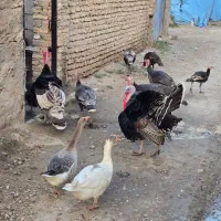 بوقلمون سنگین