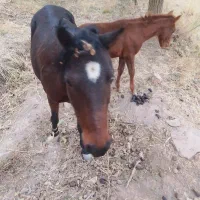 کره مدیون اسب|اسب و تجهیزات اسبسواری|چناران, |دیوار