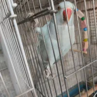 طوطی ملنگو اوپال آبی ماده مست با تست|پرنده|خاوران, |دیوار