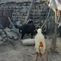 ۲عدد شک همه اول شکم سنجابی و شال زود بزا