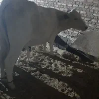 سلام گاو زایده با گو ساله نر (زه اول)|حیوانات مزرعه|نیمروز, |دیوار