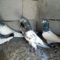 کبوتر فروشی پاکستانی|پرنده|سندرک, |دیوار