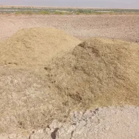 کاه گندم سفید