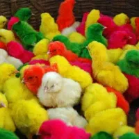 پخش جوجه رنگی|حیوانات مزرعه|گرگان, |دیوار