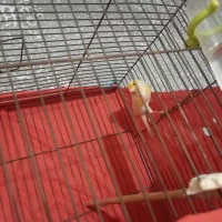 قناری نر سرمست