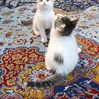 بچه گربه واگذاری