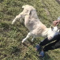 بز  سانن اصل فرانسه