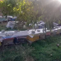 کندو زنبور عسل