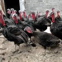 بوقلمون نر و ماده