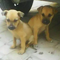 دوتوله سگ نژاد دار پیت بول|سگ|کرمانشاه, |دیوار