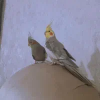 عروس هلندی اماده تخم