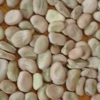 پاخلاخشک|عمده‌فروشی|مهربان, |دیوار