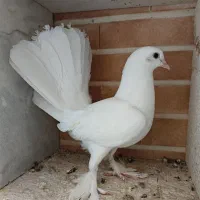 کبوتر دم چتری با جوجه|پرنده|اصفهان, باغ فردوس|دیوار