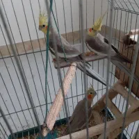 طوطی عروس نر