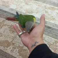 طوطی گرینچیک|پرنده|رضویه, |دیوار